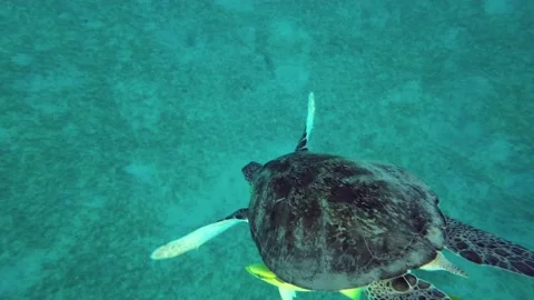 Close-up of Great Sea turtle slowly dives into the depth Stock Footage 232775775