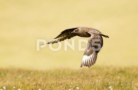 Close up of Great skua in flight Stock Photos