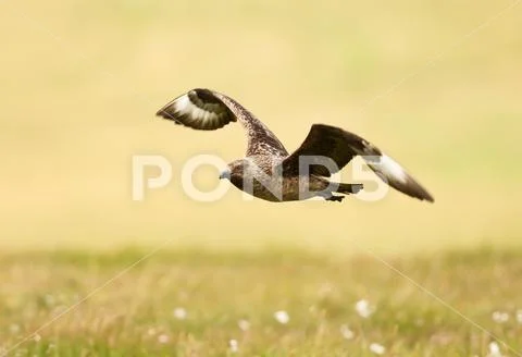Close up of a Great skua in flight Stock Photos