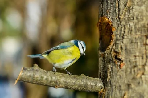 Close-up great tit on a log 스톡 사진