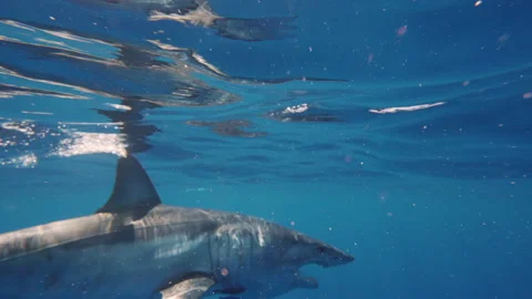 Close-up of great white shark mako swimming underwater in front of camera in a Stock Footage 239018304