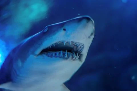 Close up of the Great white shark underwater Stock Photos