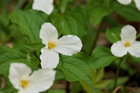 Close Up of A Great White Trillium Patch in the Woods in Spring in Ontario Stock Photos