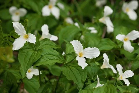 Close Up of A Great White Trillium Patch in the Woods in Spring in Ontario Stock Photos