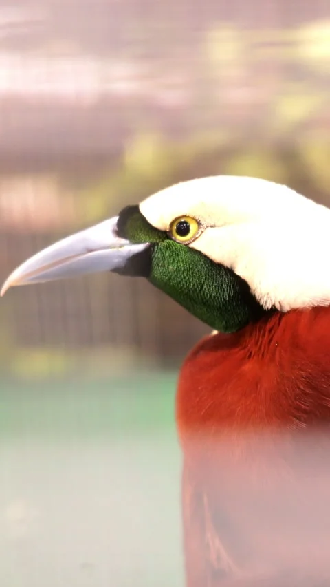 Close up of Greater Bird of Paradise with vibrant plumage , Exotic bird  Stock-Footage 334670103