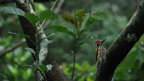 Close up of Greater Flameback woodpecker pecking bark of a tree for insects.. Stock Footage 341859275