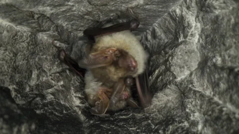 Close up Greater mouse-eared bat pair Myotis myotis leaving hole of hibernation. Stock Footage 257039068