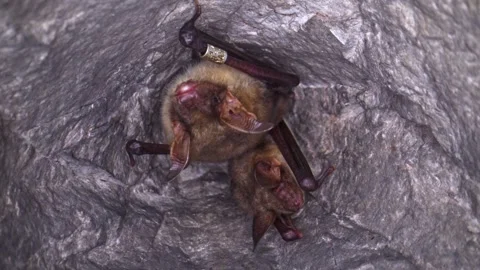 Close up Greater mouse-eared bat pair Myotis myotis leaving hole of hibernation. Stock Footage 267331834
