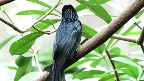 Close up of a greater racket-tailed drongo in bali Stock Footage 79822196