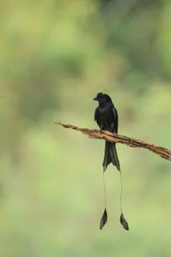 A close up of greater racket-tailed drongo holding on the branch of tree Stock Photos