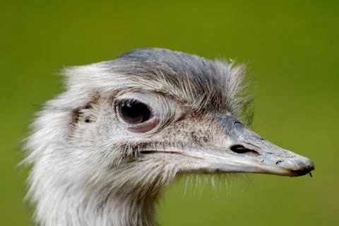 Close up of a greater rhea Stock Photos