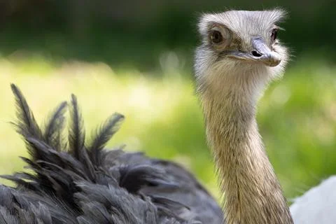 Close up of greater rhea Stock Photos