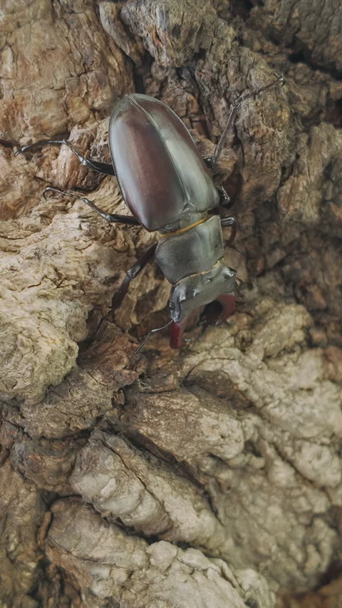 Close-up of Greater Stag Beetle on textured old tree bark in nature Stock Footage 336851138