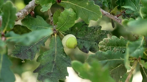 Close-up of a green acorn on an oak tree branch Stock Footage 340566696
