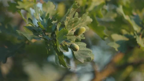 Close-up of green acorns growing on an oak tree branch with lush leaves. Video stock 332948246