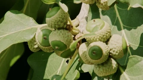 Close up of green acorns on oak branch in summer sunlight Stock Footage 335697609