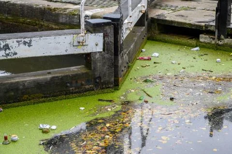 Close up of green algae and lots of litter floating on the surface of the can Stock Photos