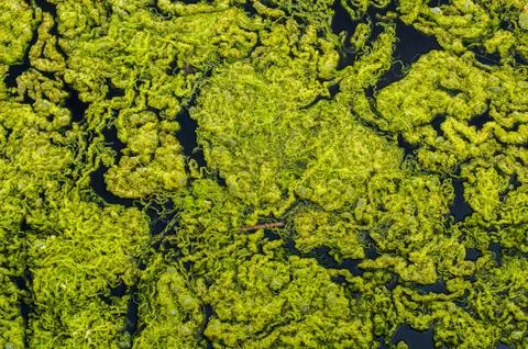 Close-up green algae background. Stock Photos