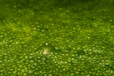 A close-up of a green algae bloom, showing individual bubbles on the surface 库存照片