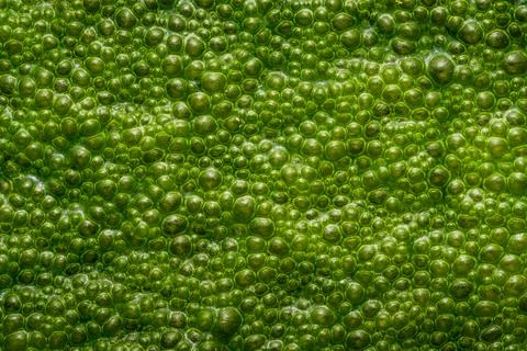 A close-up of a green algae bloom, showing individual bubbles on the surface Фото