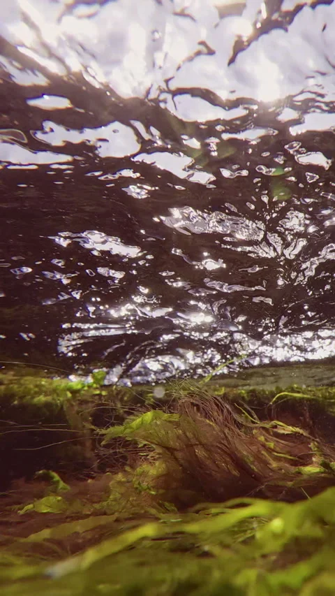 Close up of green algae Cladophora with Sea lettuce (Ulva lactuca) and red Stock Footage 330594801