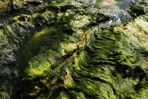 Close up of green algae covered rocks on the seashore. nature background and Stock Photos