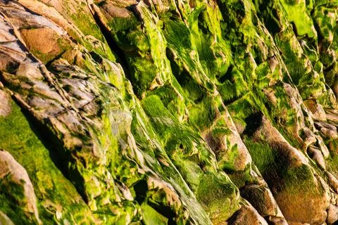 Close up of green algae covered rocks on the coast of the Pacific Ocean, Dr.. Stock Photos