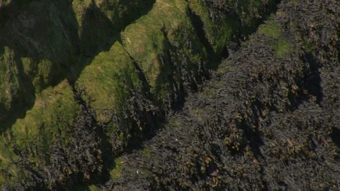 Close up of green algae exposed by low tide on the river Humber, Hull UK Stock Footage 103290618