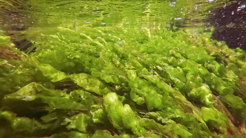 Close-up of green algae Sea lettuce, Ulva intestinalis, swaying in water current Stock Footage 316538220