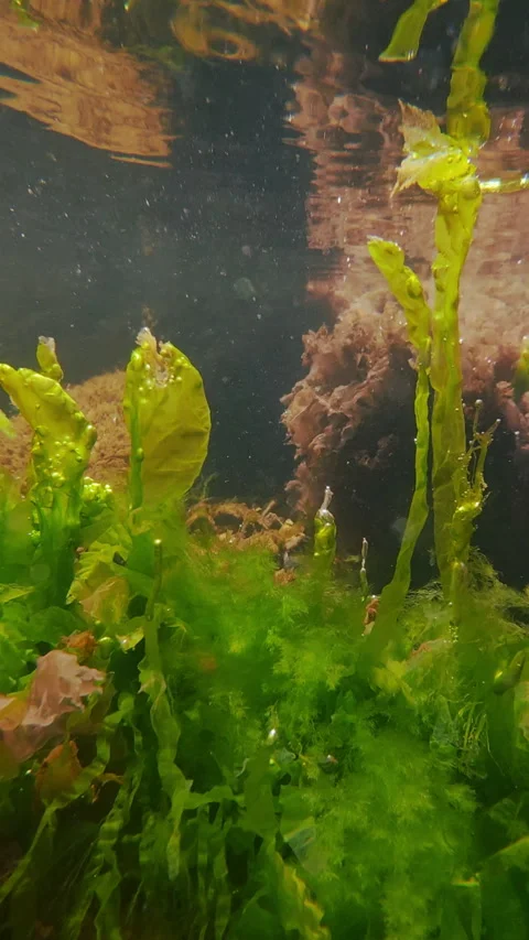 Close up of green algae Sea Lettuce, Ulva intestinalis, and red seaweed Stock Footage 338132854