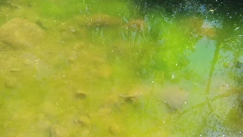 Close-up of green algae shallow water over rocks and plants Video stock 344429403