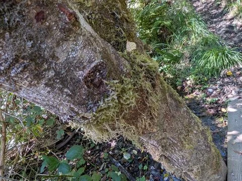 Close-up of green algae on a tree trunk near a forest creek and wooden bridge Stock Photos