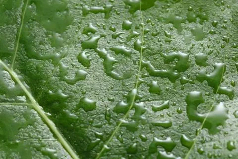Close-up of green algae with water drops on a leaf Stock Photos