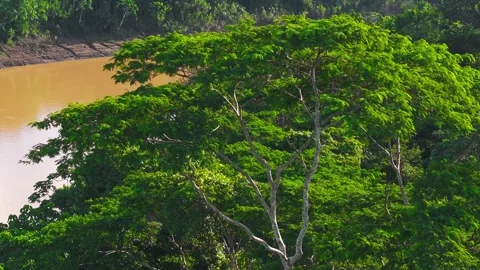 Close-Up of Green Amazon Tree Canopy Beside Muddy Tambopata River in Peru, Stock Footage 314321135