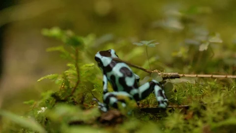Close up of green and black poison dart frog, walking on moss, Costa Rica Vidéo 123720804