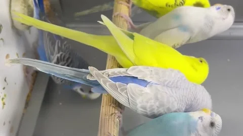 Close-up of a green and blue budgerigar sitting in a cage. Cute green budgie Stock Footage 250029862