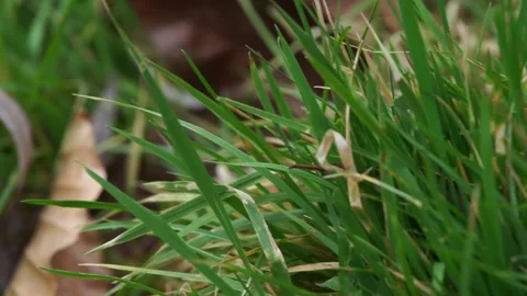 Close-up of green and brown grass moving in wind Stock Footage 234767973