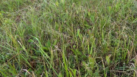 Close-up of green and dry brown grass blades in a natural meadow Vídeos de archivo 339096734
