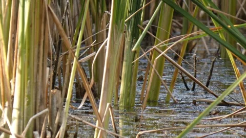Close up of green and dry cattail stalks in wetland pond 스톡 동영상 336909730