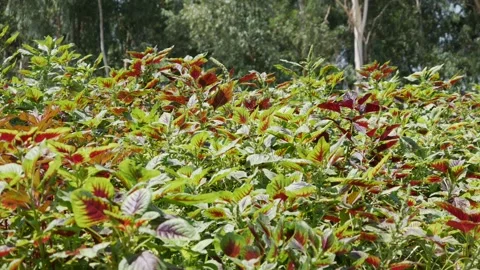 Close up of green and red amaranth leaves waving in the wind in a field with tre 스톡 동영상 341111583