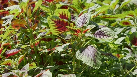 Close up of green and red amaranth leaves waving gently in the sun on a garden b Vídeo Stock 342812230