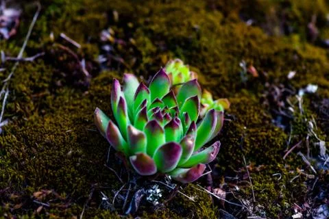 Close up Green and Red Tips Echeveria Succulent Flowering Houseplants Backgro Stock Photos