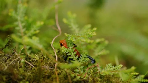 Close up of green and strawberry poison dart frogs, walking on moss, Costa Rica Vidéo 123728288