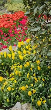 Close-Up of Green and Yellow Foliage with Red Flowers in Background Stock Photos