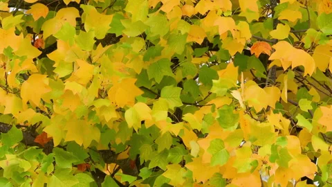 Close up of green and yellow maple leaves swaying in the wind. October Stock Footage 164291439