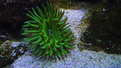 Close up of green anemone  Stock Footage 261387200