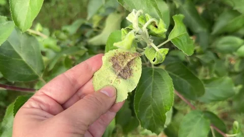 Close-up of green aphids and ants on young stem and curled leaves of apple tree Stock Footage 277196444