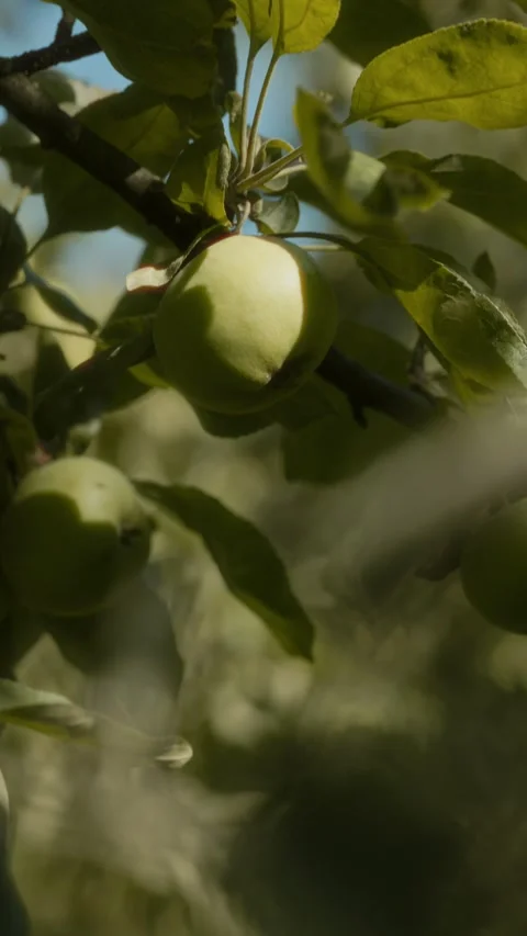 Close Up of Green Apple on Apple Tree in Natural Sunlight Видео 346104778