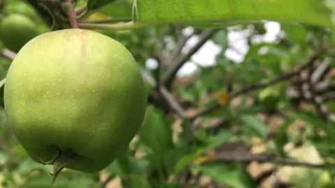 Close-Up of a Green Apple Stock Footage 70963249