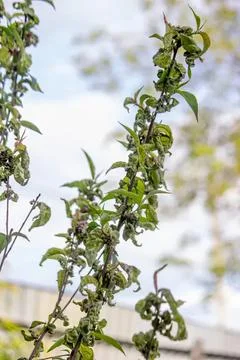 Close-up of green apple tree branches with apples growing Stock Photos
